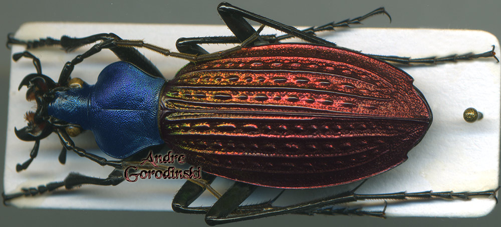 http://www.gorodinski.ru/carabus/Apotomopterus davidis helmutschuetzei.jpg